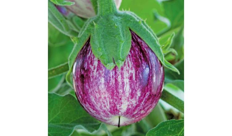 Marshalls Garden Aubergine Seeds 'Pinstripe' Compact - 8 Seeds