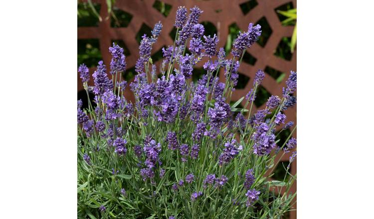 Marshalls Garden Lavender 'Munstead Strain' - 3 x 9cm Plants