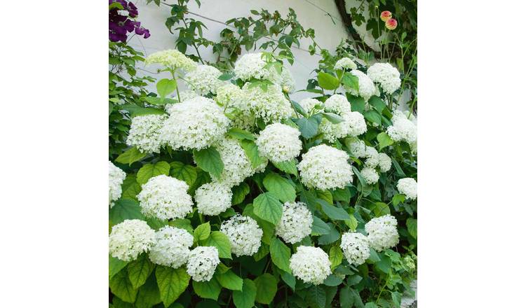 Marshalls Garden Hydrangea Plant 'Annabelle' - 3 Litre Plant