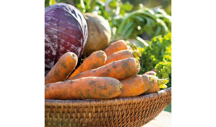 Marshalls Garden Carrot Seeds Amsterdam Forcing 3 - Approx. 2200 Seeds