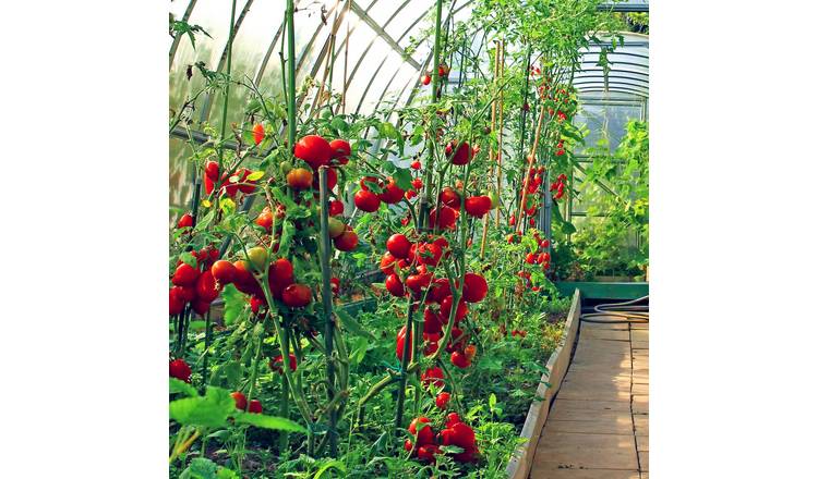 Marshalls Garden Tomato Seeds Greenhouse Collection - 4 Packets