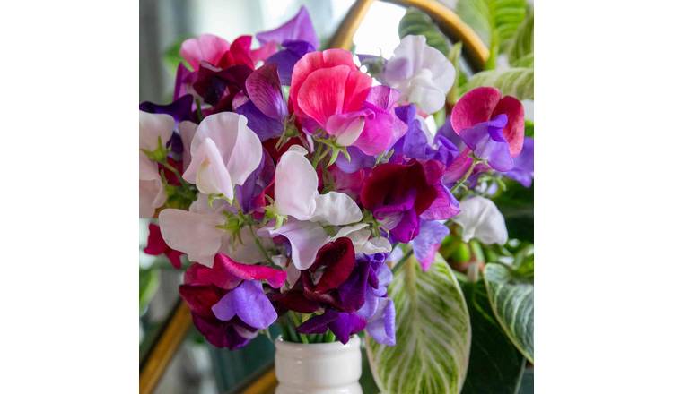 Unwins Sweet Pea Flower Arranger's Blend - 50 Seeds