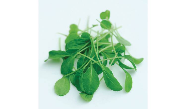 Unwins Microgreens Seeds Rocket 'Victoria' - 2000 Seeds