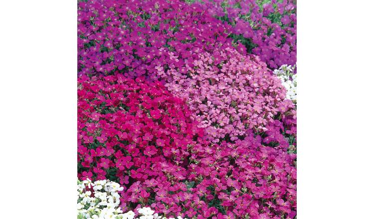 Unwins Aubrieta Seeds 'Spring Cascade' - 300 Seeds