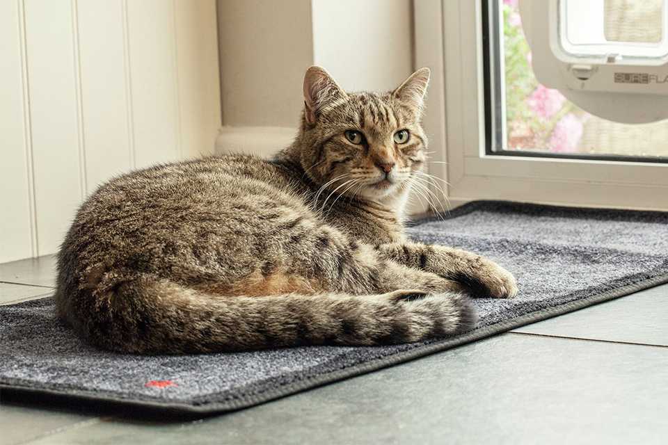 Cat basket argos clearance