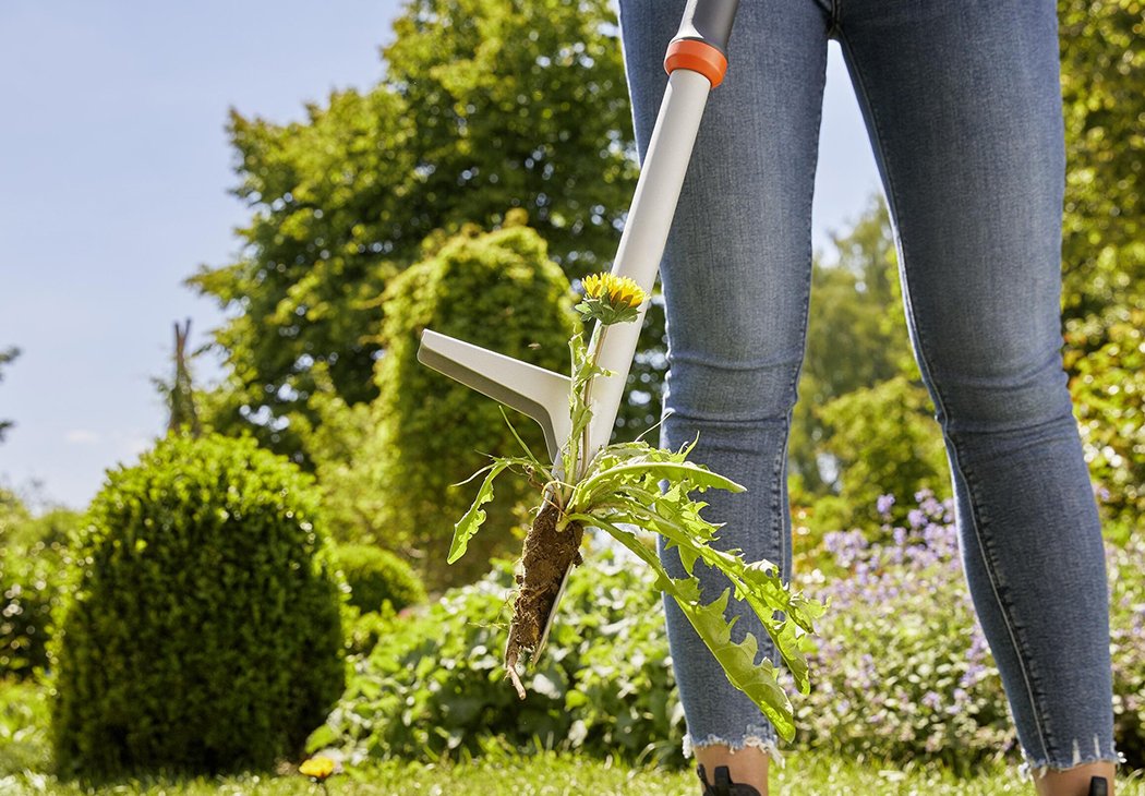 GARDENA weed puller being used to remove weed off a lawn.