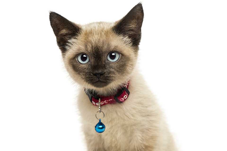 Cat tracker shop argos