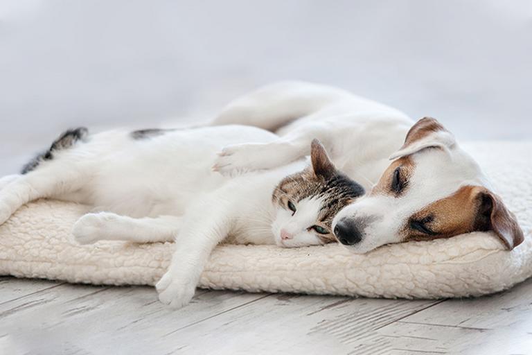 A small terrier dog and a white cat with tabby patches cuddled together on a fleecy pet bed.
