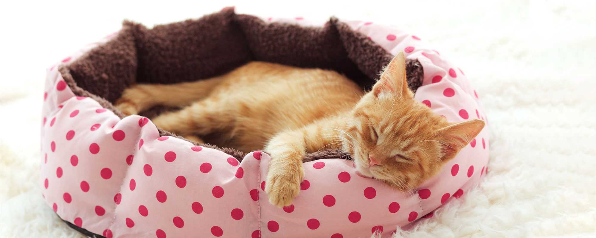 Kitten starter kit argos online