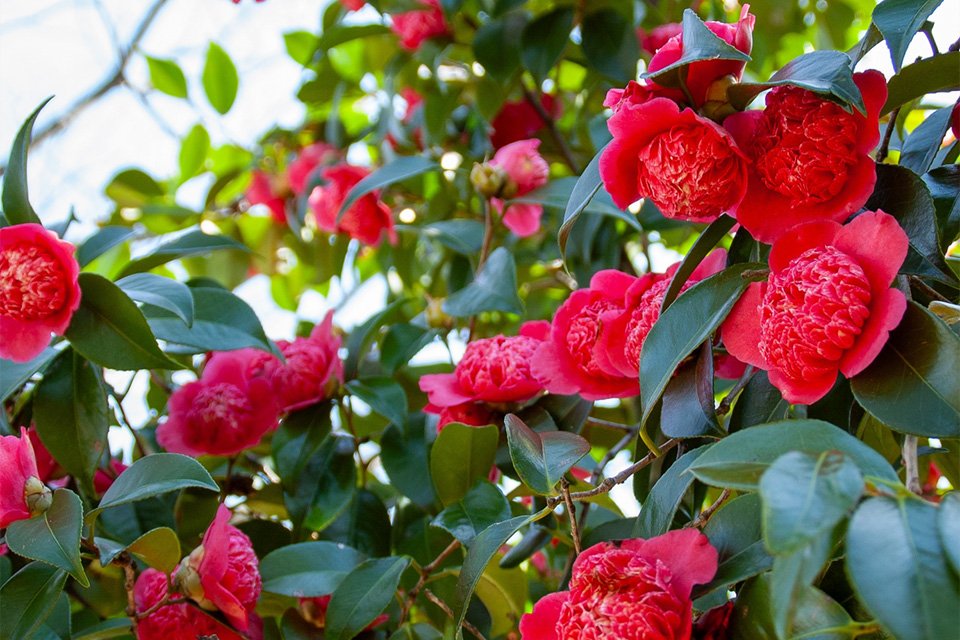 An Accelopack Camellia 150cm red plant.