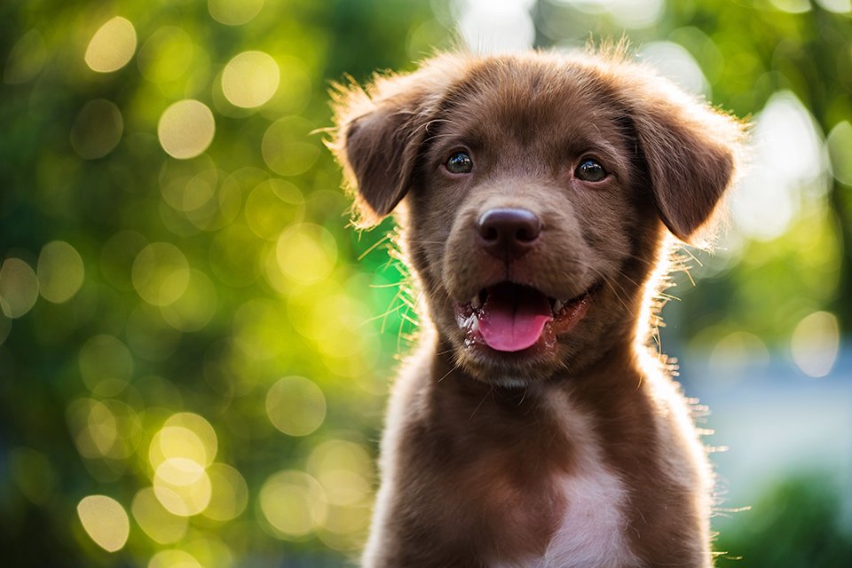 argos grooming kit for dogs