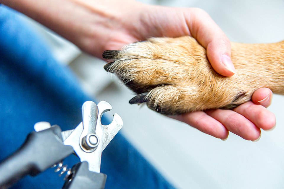 argos dog clipper set