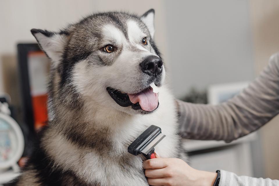 A husky dog being groomed.