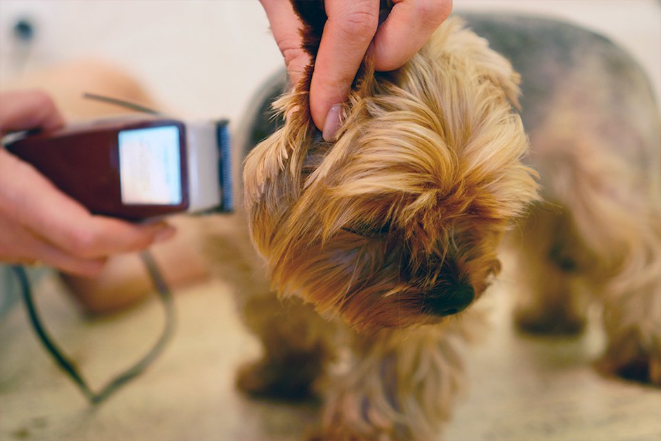 argos cordless dog clippers