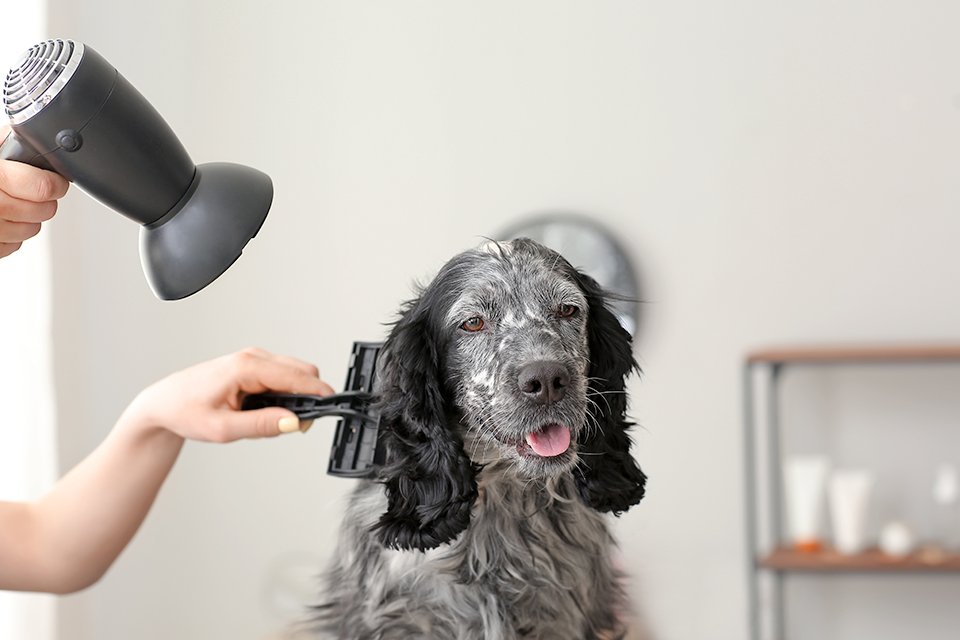 argos dog grooming kit