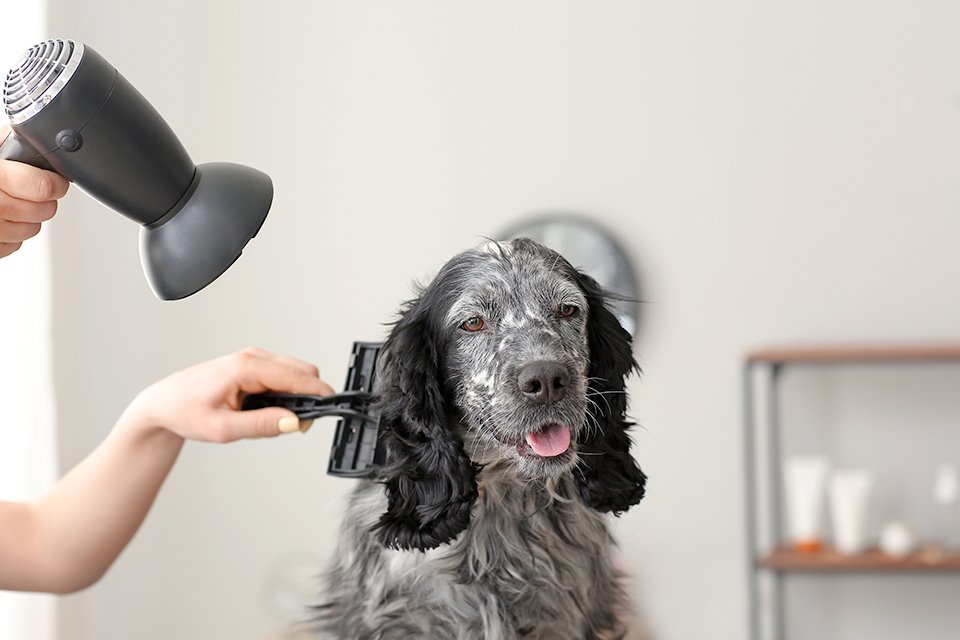 dog grooming kit argos