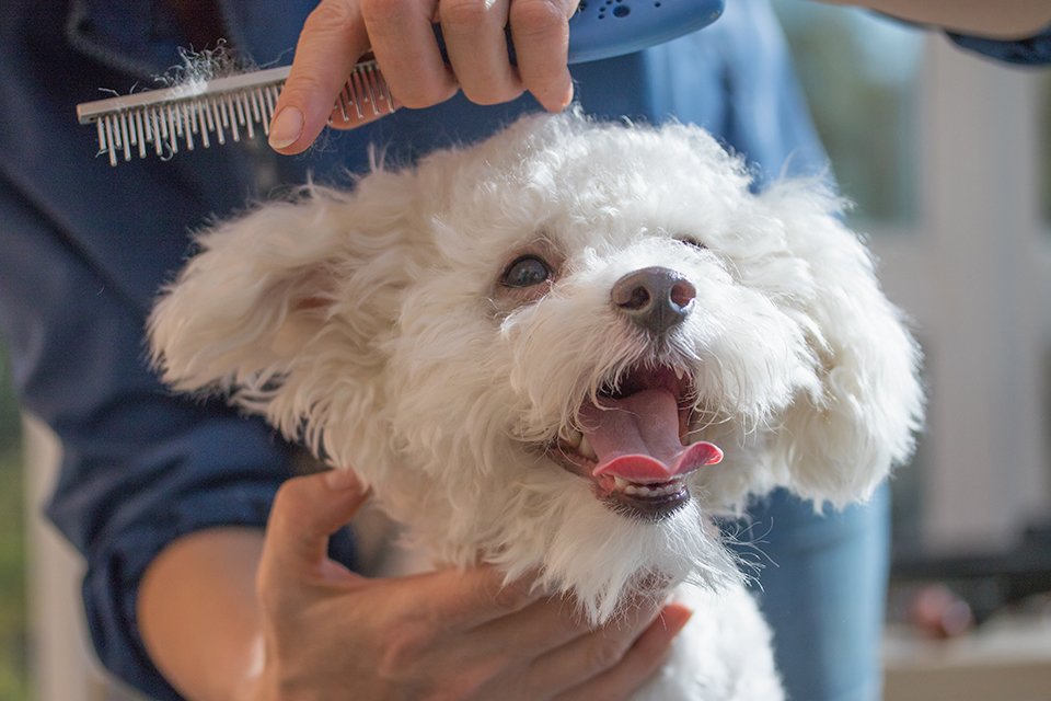 argos dog grooming kit