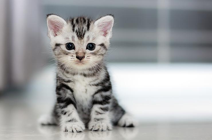 A small grey tabby kitten sat on the floor looking at the camera.