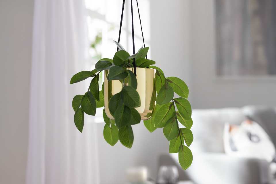 Hanging indoor plant in gold pot.