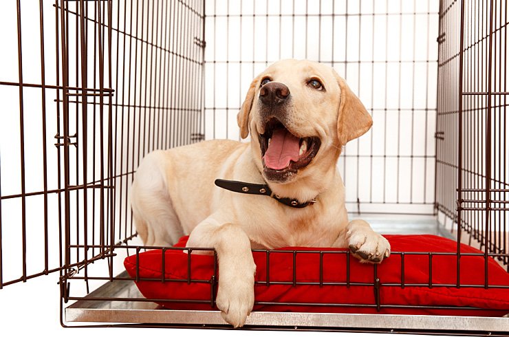 dog accessories argos