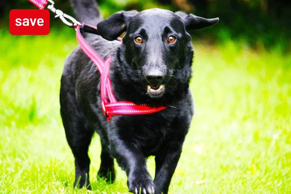 Save 20% on selected dog lines. Use code PET20.