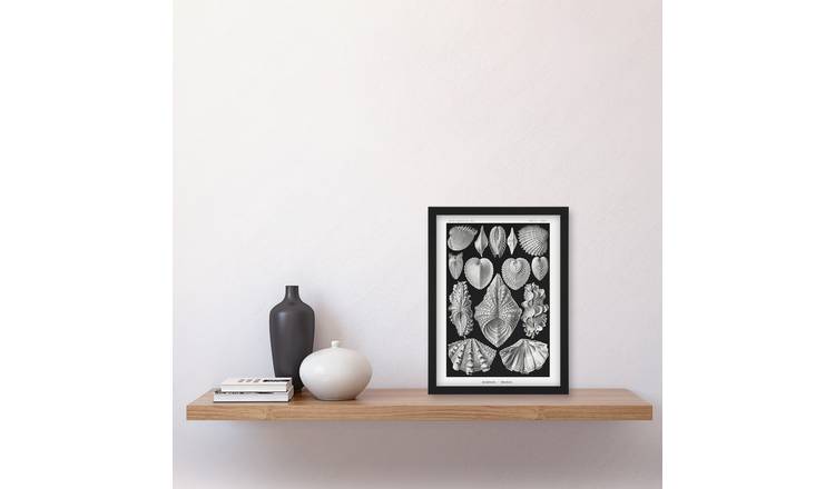 Ernst Haeckel Acephala Mollusks Clams Oysters Framed Art Print - A4