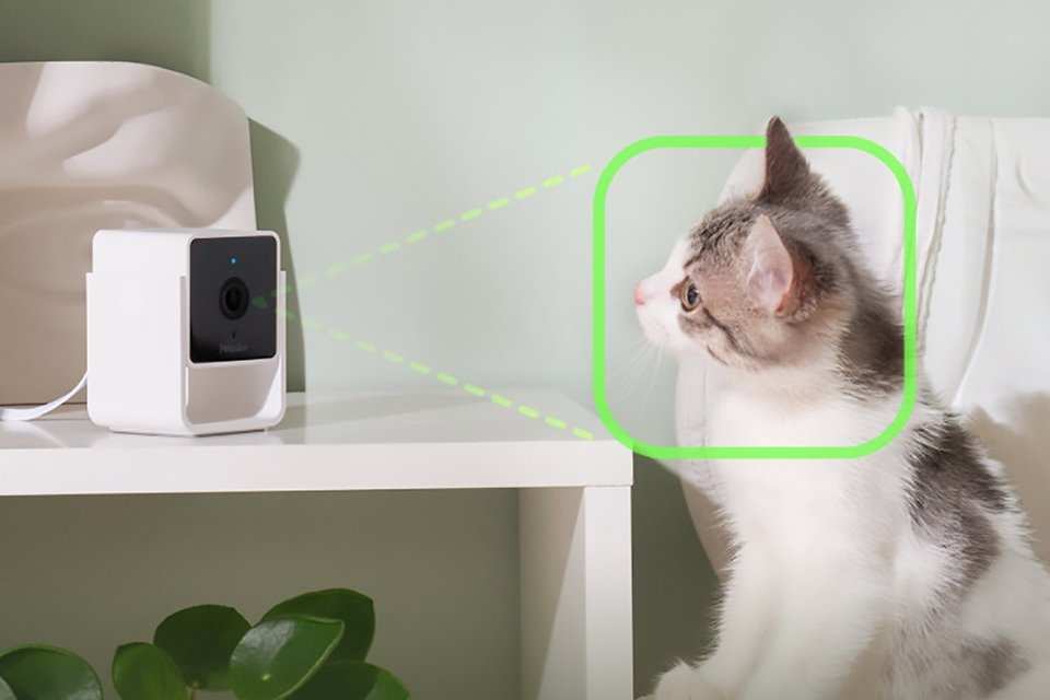 A cat looking at a Petcube pet monitoring camera.