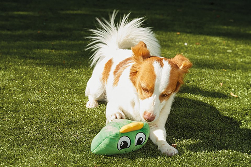A dog playing with JML Chuckle Chums Dinosaur dog toy on lawn.