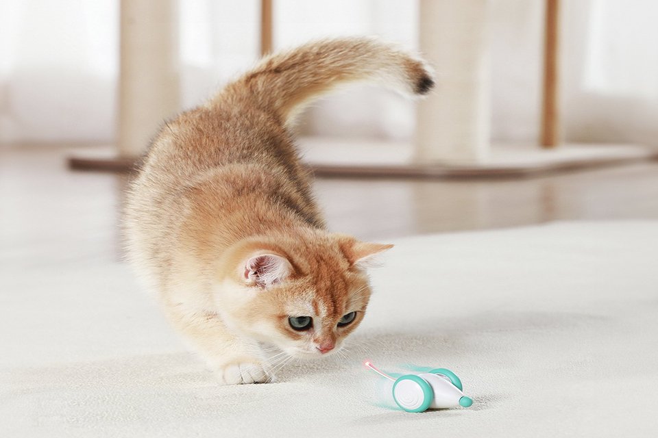 A cat chasing a Petlibro Pixie mouse cat toy.
