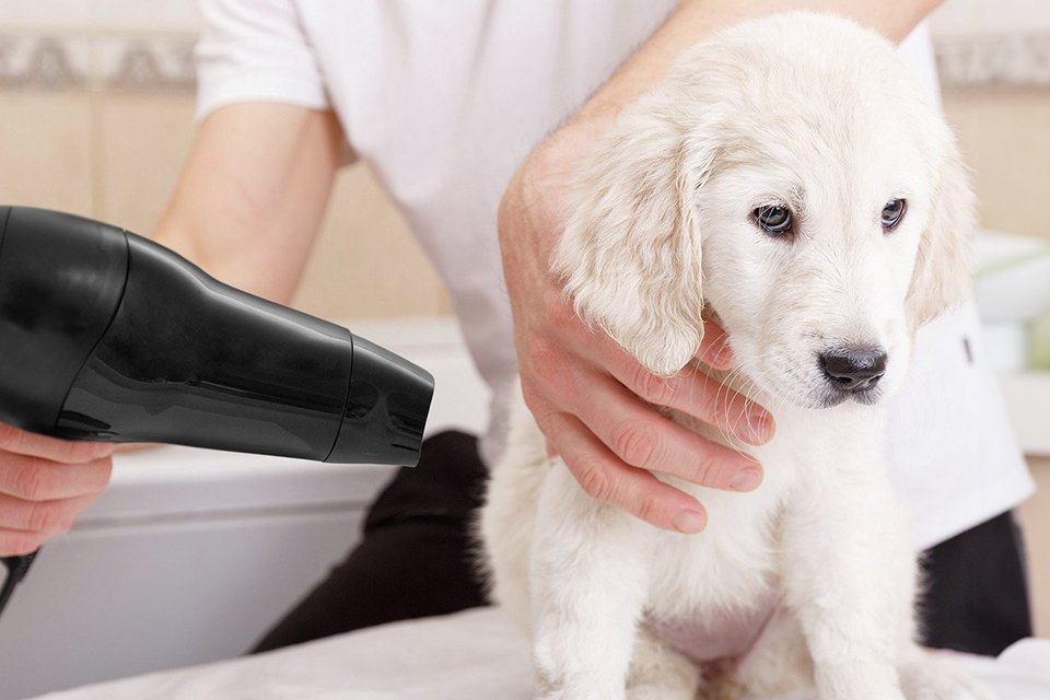 A person using Wahl dog and cat hair dryer on a dog.
