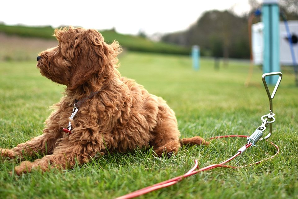 A dog sitting on a lawn with Rosewood tie-out cable on him.