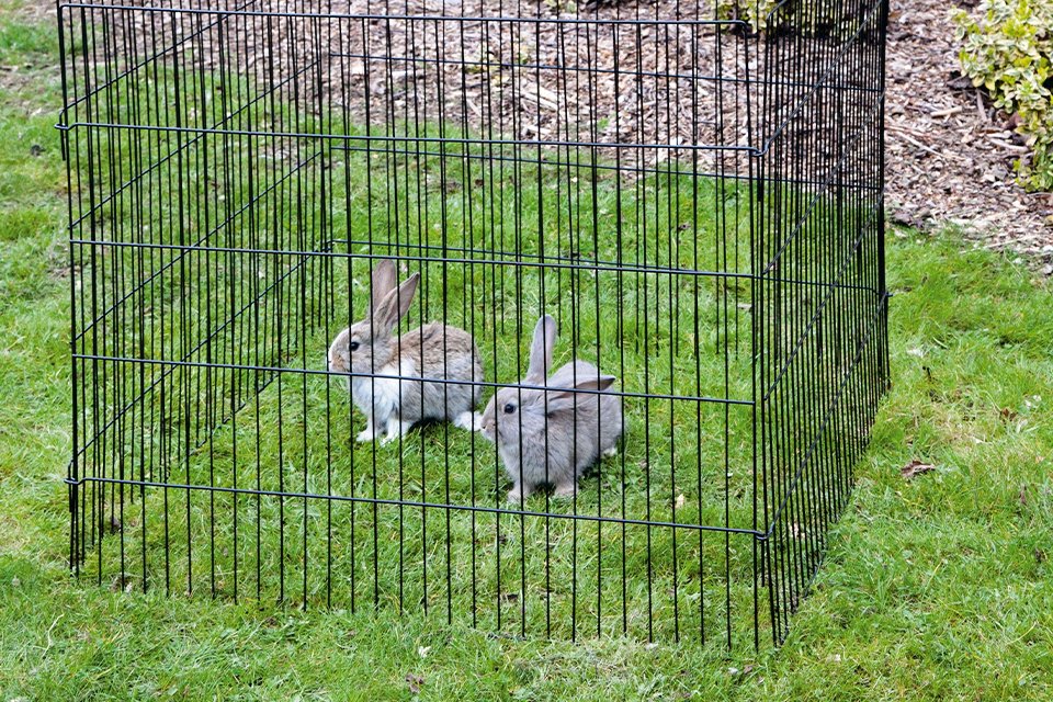 A par of rabbits in a small animal playpen.
