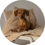 A dog sitting on a sofa with a Scruffs snuggle blanket- desert in sand. 