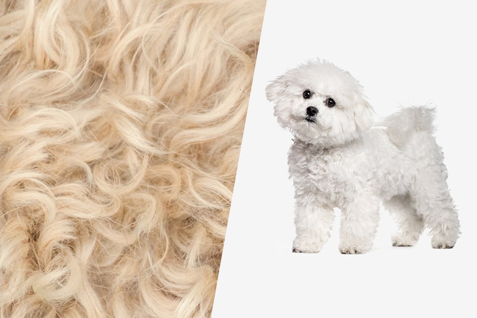 best dog clippers for curly coats