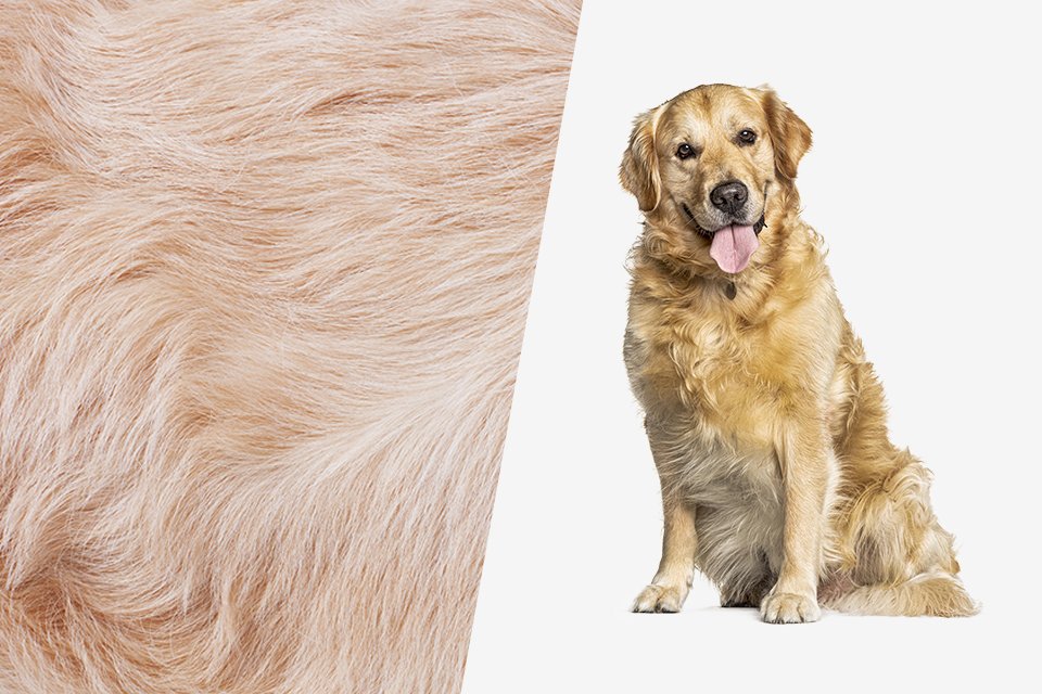 wahl dog clippers argos