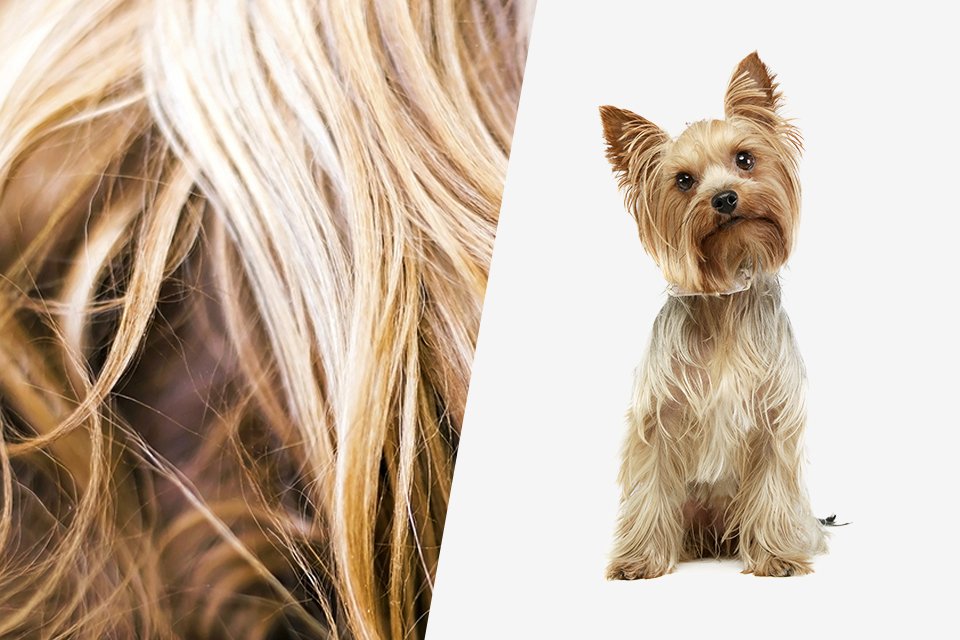 argos dog clipper set
