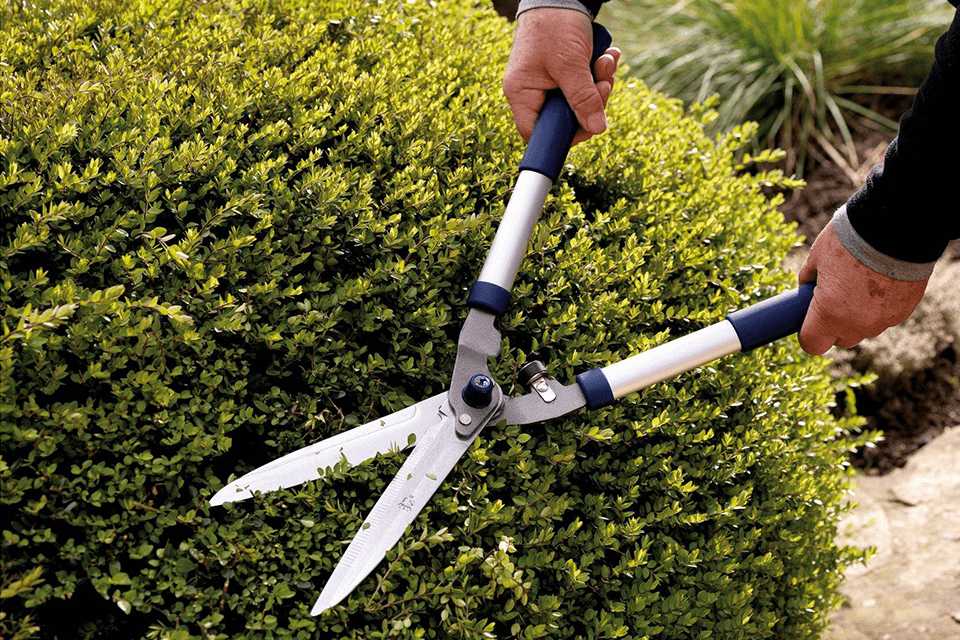 Cutting a box hedge with hand shears.