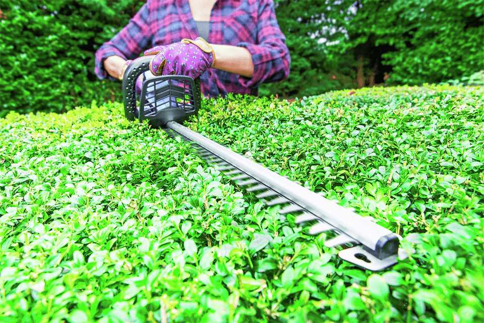 Choosing the best hedge trimmer Argos
