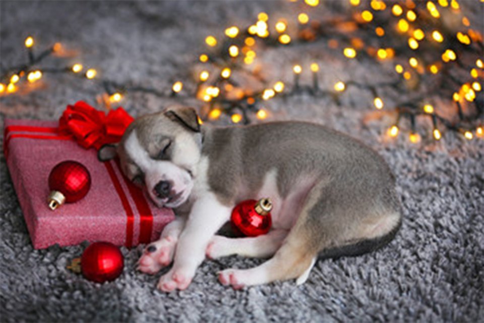 A grey and white puppy napping on a Christmas present wrapped in red paper with a red bow, surrounded by a few red Christmas tree ornaments.