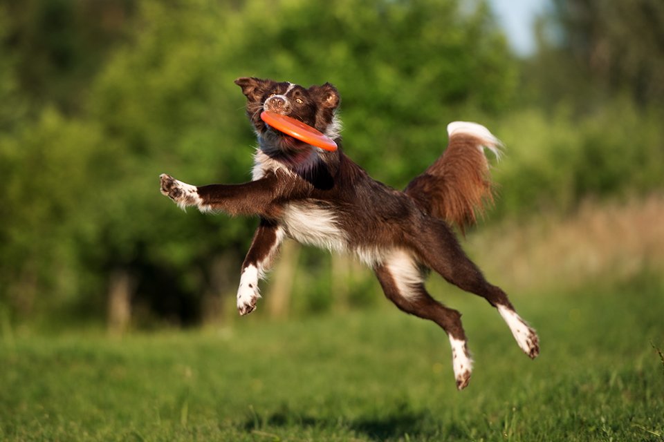 A brown and white dog leaping through a grassy field while catching an orange frisbee.