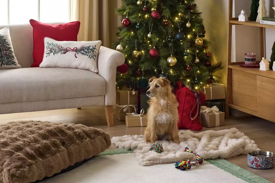 Pet gifting. Affordable gifts for every furry friend.