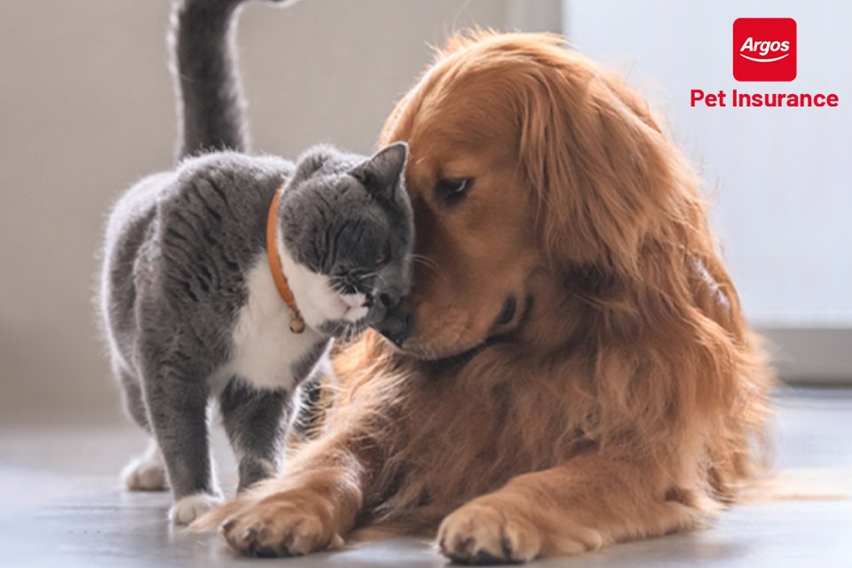 New to pet ownership? Cover for when they unexpectedly need treatment. Provided by Pinnacle Insurance Limited.