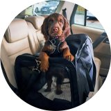 Top pet picks.
