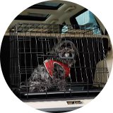 Dog crates & cages.