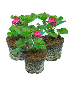 Garden plants and trees