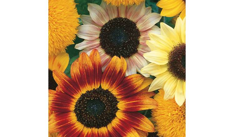 Unwins Sunflower Seeds 'Toyshop' - 30 Seeds