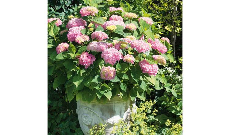 Marshalls Garden Hydrangea 'Pink Mophead' - 12cm Plant