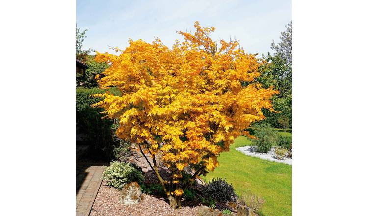 Acer Palmatum Compact 'Orange Dream' Japanese Maple - 9cm plant