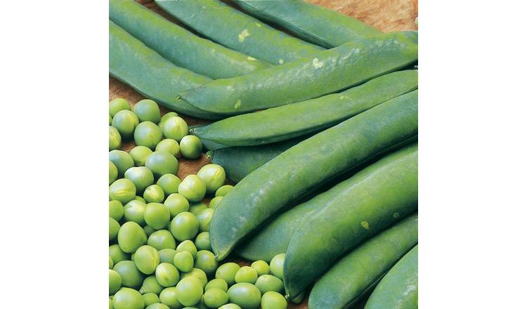 Marshalls Garden Pea Seeds 'Onward' Sweet Large - 200 Seeds