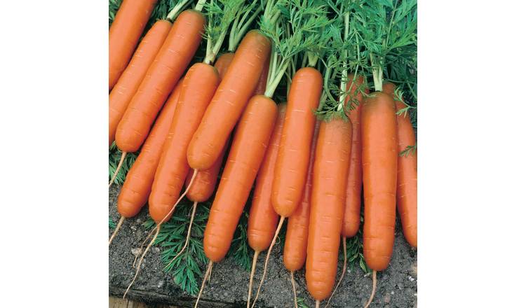 Unwins Carrot Seeds 'Early Scarlet Horn' - 1500 Seeds